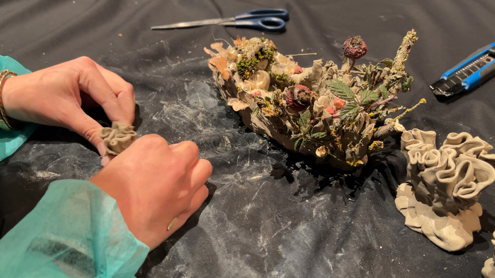 Fotografía de Liquen