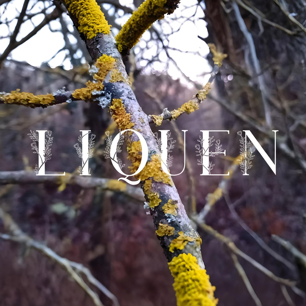 Liquen fotografía de la portada